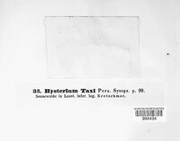 Image of Xylogramma taxi